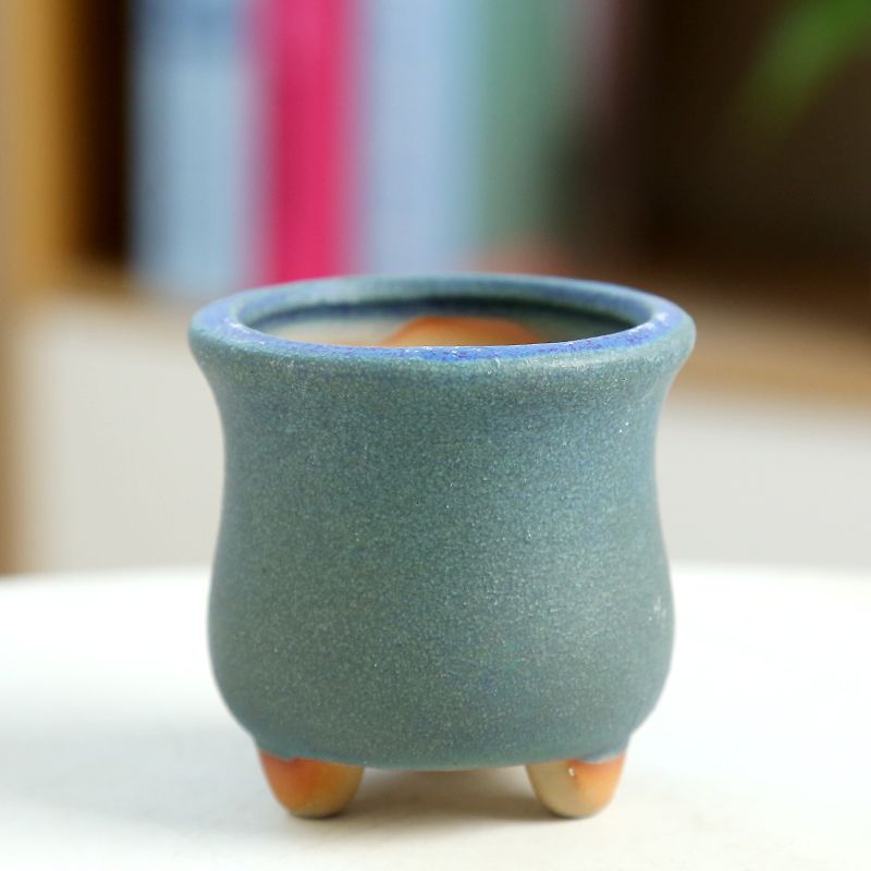 Fleischiger Mini-Blumentopf au – Training Pot Ceramic Bewertung und Preis