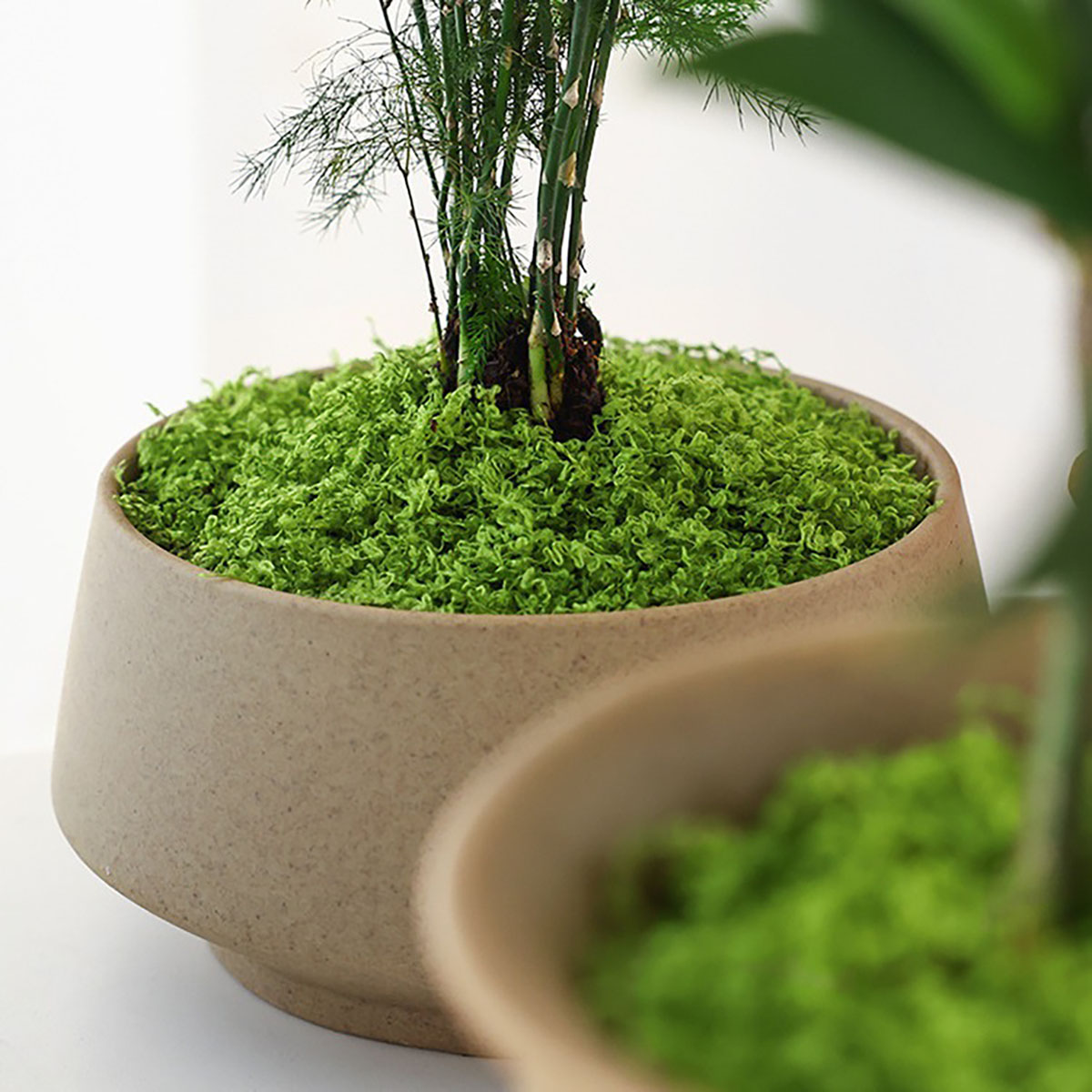 Ungefähr 20 g künstliche grüne – Bonsai Garden Decor Bewertung und Preis