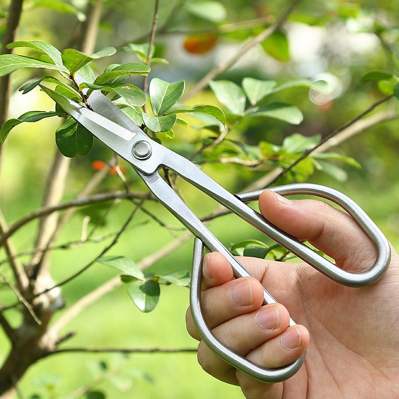 Zarte Blatt Schere Bonsai Werk – Bonsai Garden Knife Bewertung und Preis