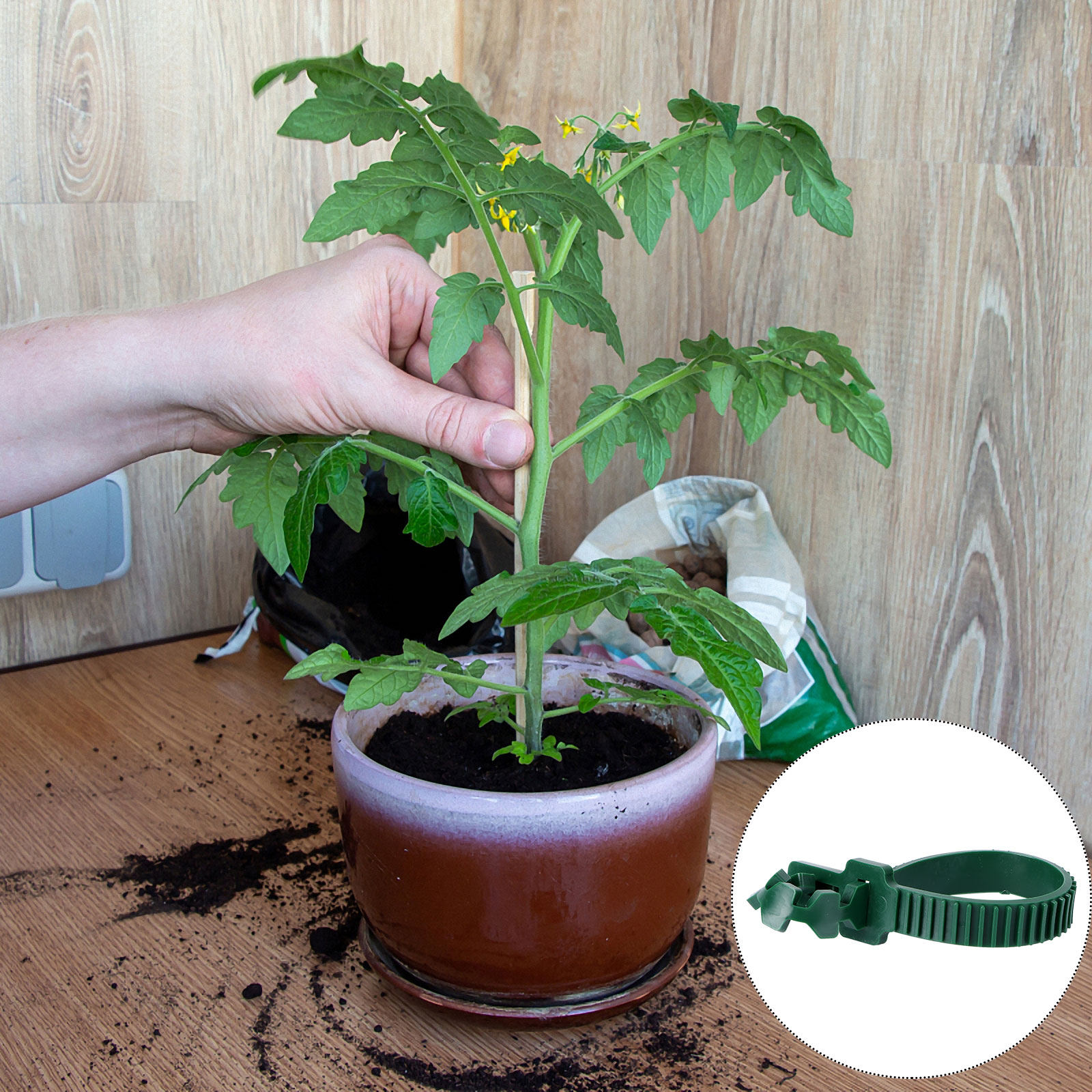 20 Stück Rankenbefestigungssch – Bonsai Garden Plants Bewertung und Preis