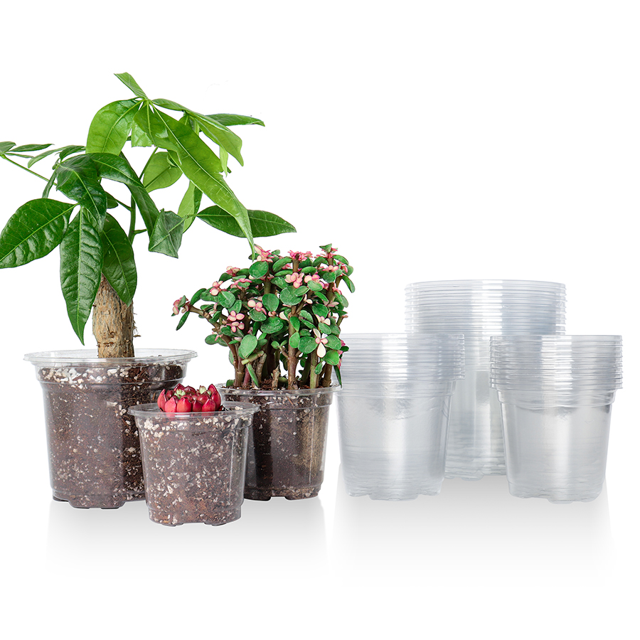 30 Packungen 3,5/4/5 Zoll tran – Sphagnum Moss Bag Bewertung und Preis