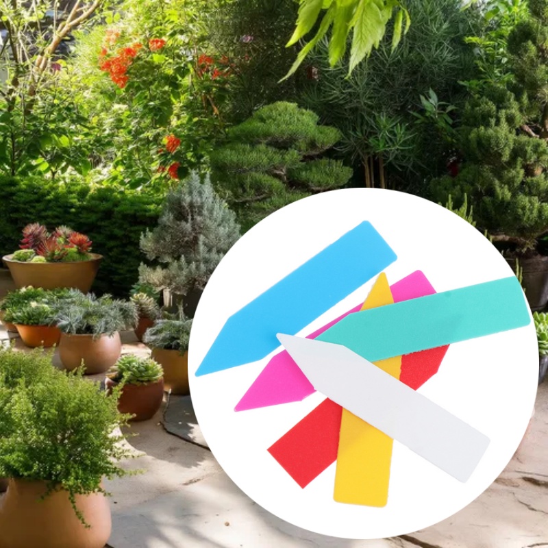 100 Stück 5 x 1 cm Garten-Pfla – Bonsai Garden Name Bewertung und Preis